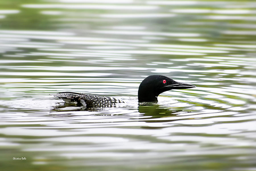 Common Loon Photograph by Christina Rollo