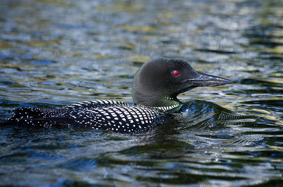 Common Loon   Photograph by Donna Doherty