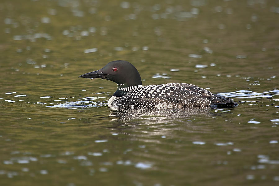 Common Loon Photograph by Eunice Gibb