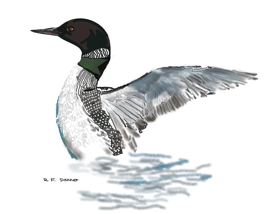 Common loon flexing Digital Art by Bob Donner - Fine Art America