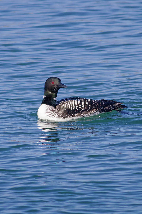 Common Loon in Monterey Bay  Photograph by Mark Miller
