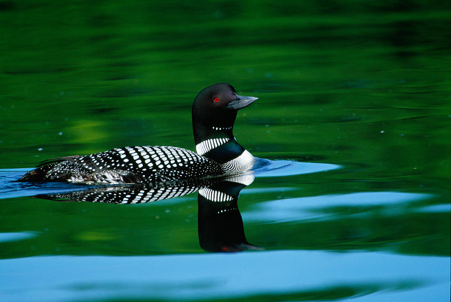 Nature Photograph - Common Loon In Water, Michigan, Usa by Panoramic Images