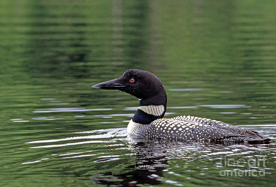 Common Loon Photograph by Kevin Shields