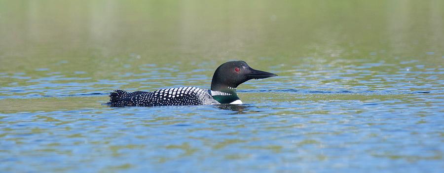 Common Loon Photograph by Michael Peychich