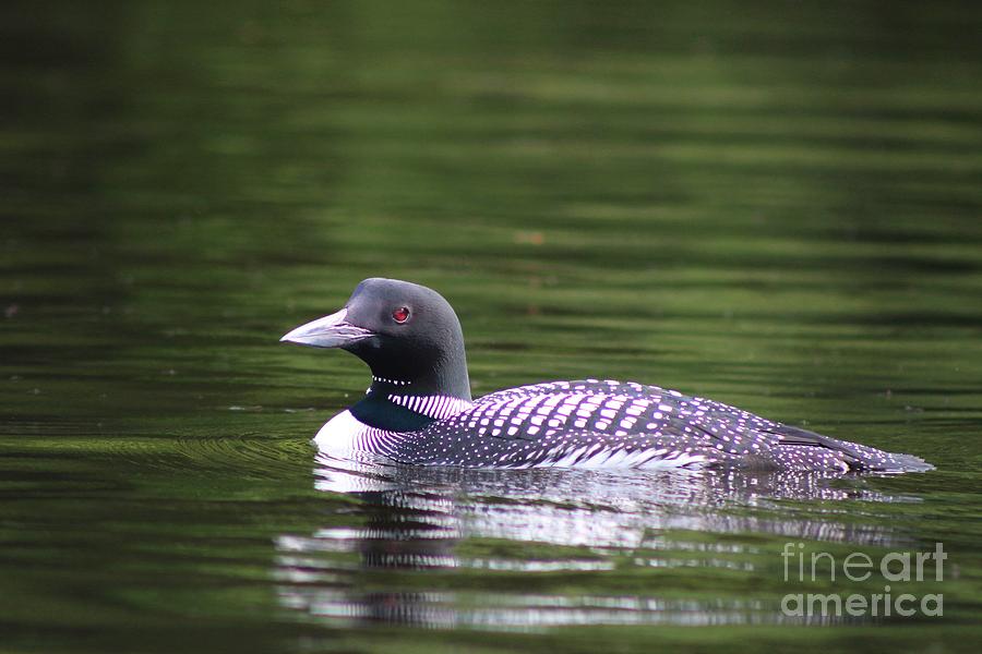 Common Loon on Lake Umbagog July 2016 Photograph by Neal Eslinger