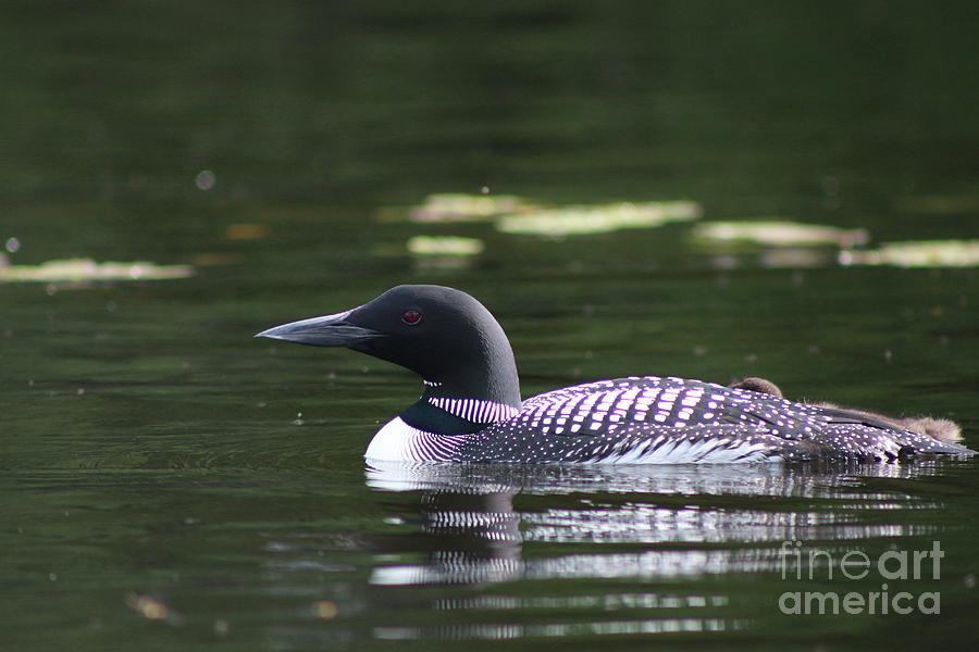 Common Loon on Lake Umbagog  Photograph by Neal Eslinger