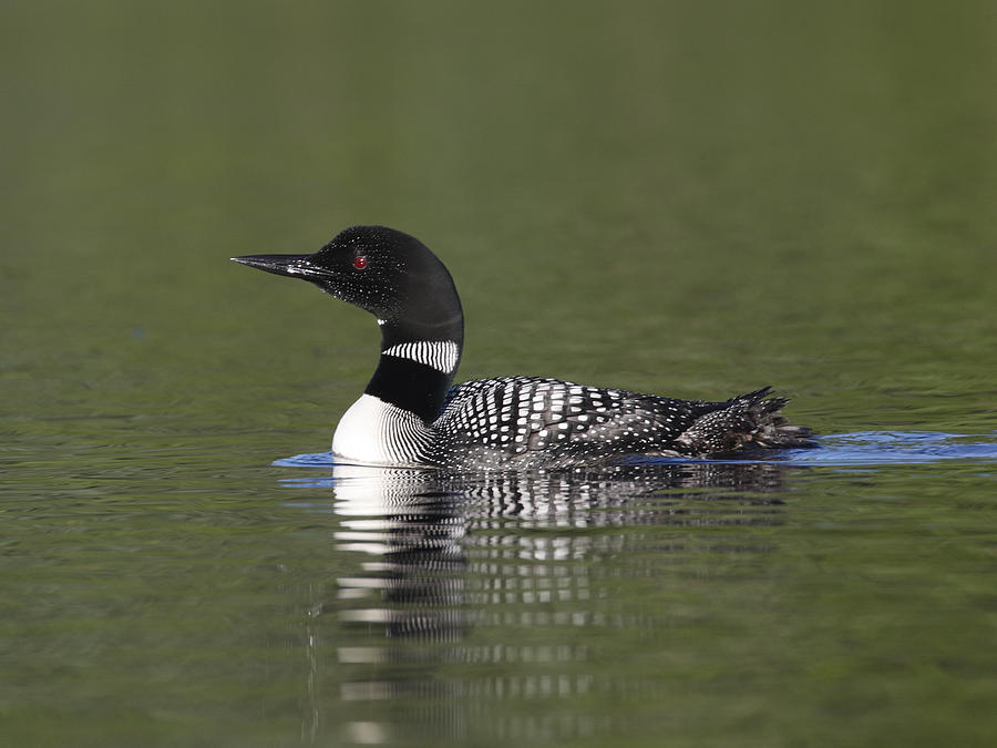 Common Loon on the water Photograph by Mark Wallner | Fine Art America