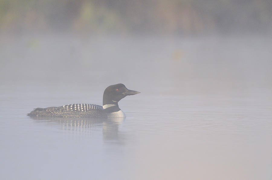 Nature Photograph - Common Loon by Philippe Francis