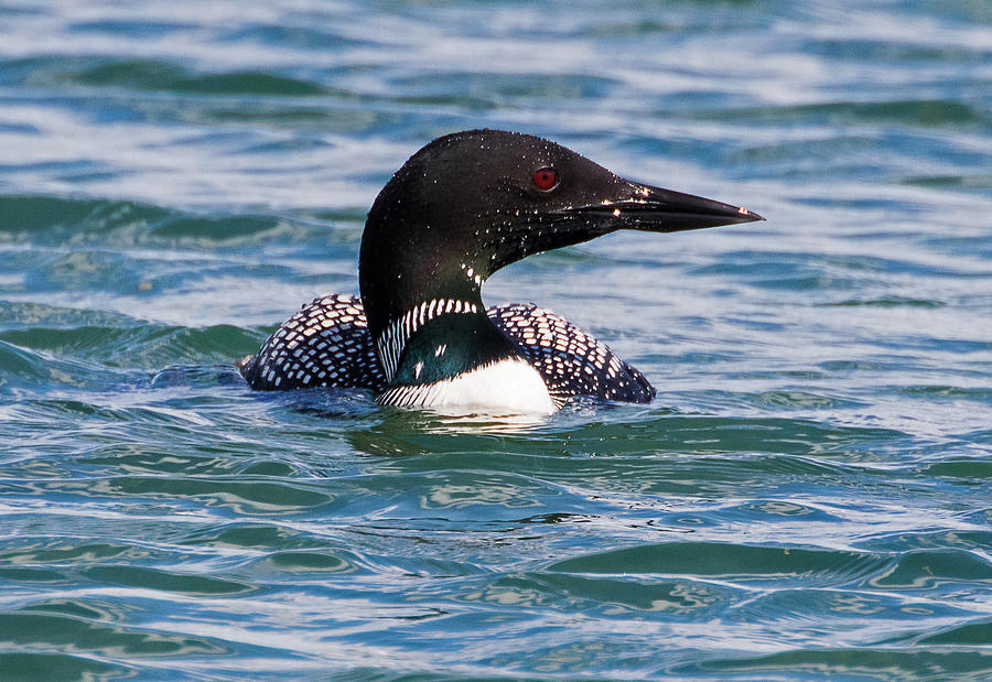Common Loon Portrait #1 Photograph by Mindy Musick King