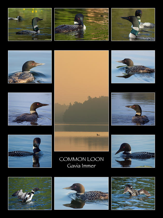 Common Loon Poster - Gavia Immer Photograph by Spencer Bush