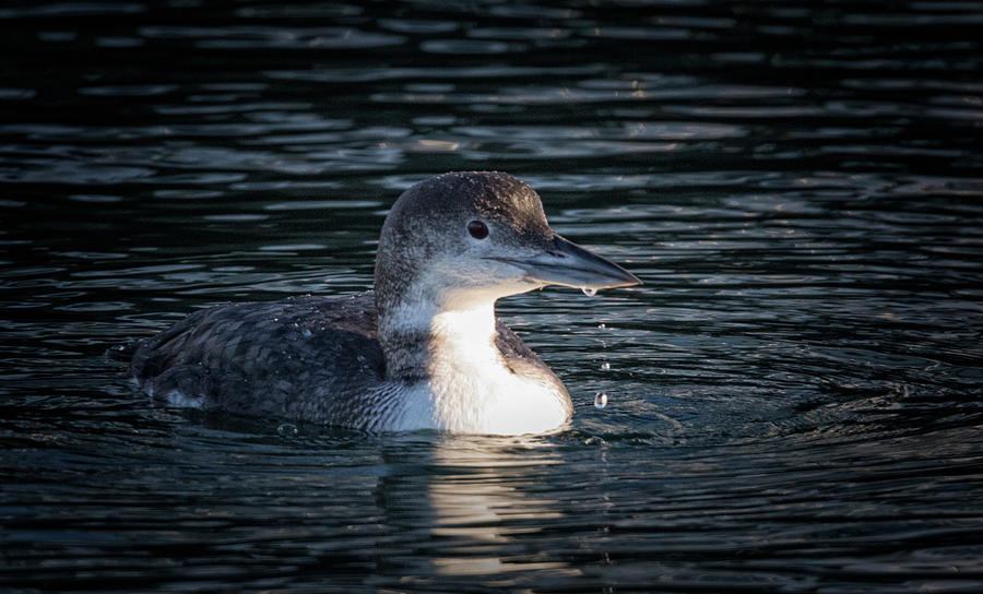 Common Loon Photograph by Randy Hall