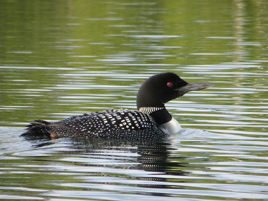 Bird Photograph - Common Loon by Robert Papps