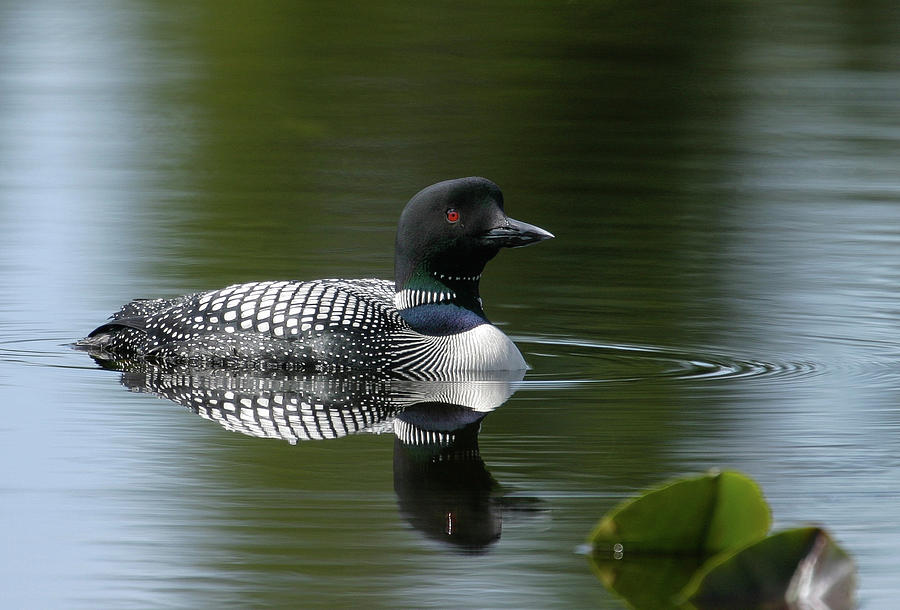 Common Loon Photograph by Ronnie And Frances Howard