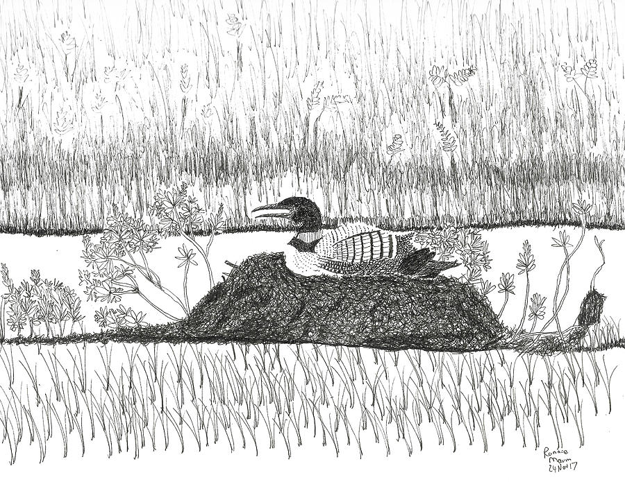 Common Loon Drawing