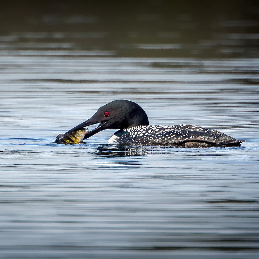 Common Loon Square Photograph by Bill Wakeley