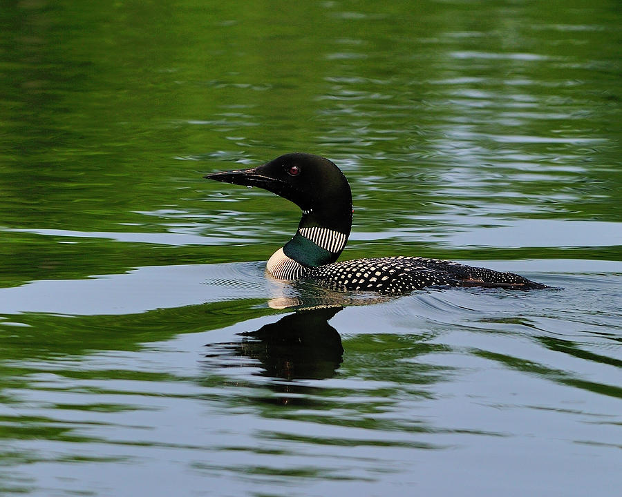 Loon Photograph - Common Loon by Tony Beck