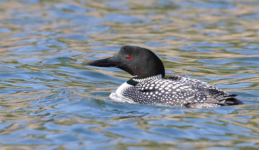 Common Loon Photograph by Willie Hall - Pixels