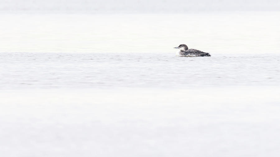 Loon Photograph - Common Loon by Windy Corduroy