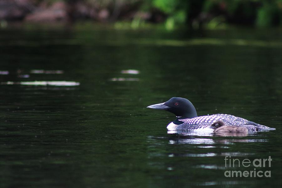 Common Loon with Chick on Lake Umbagog  Photograph by Neal Eslinger