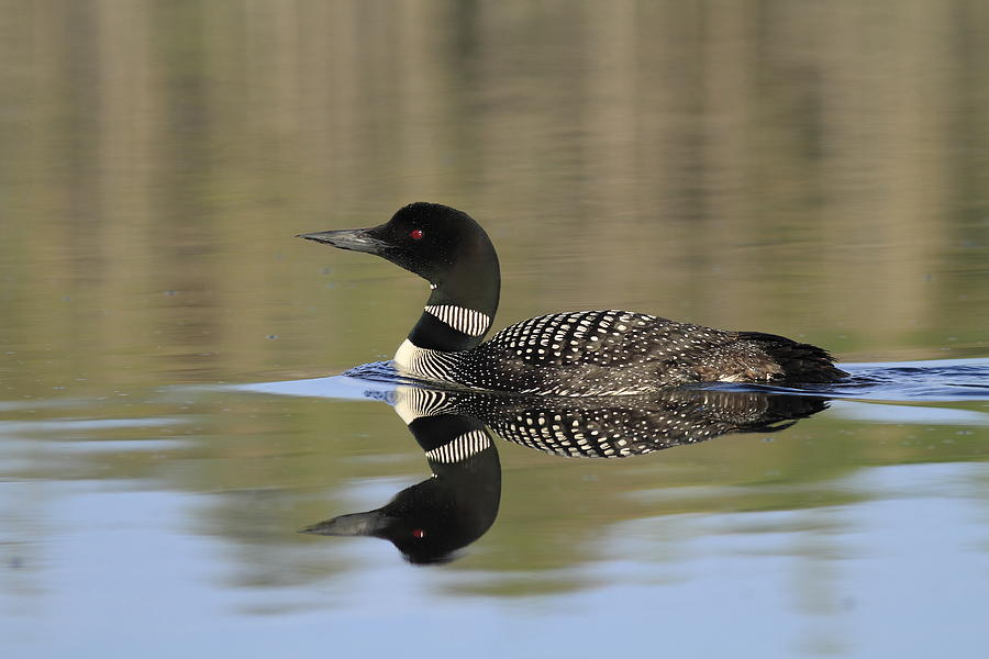 Loon Photograph - Common Loon with reflection by Gord Patterson