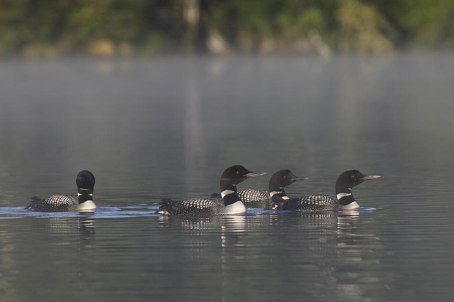 Common Loons on the water Photograph by Mark Wallner - Fine Art America