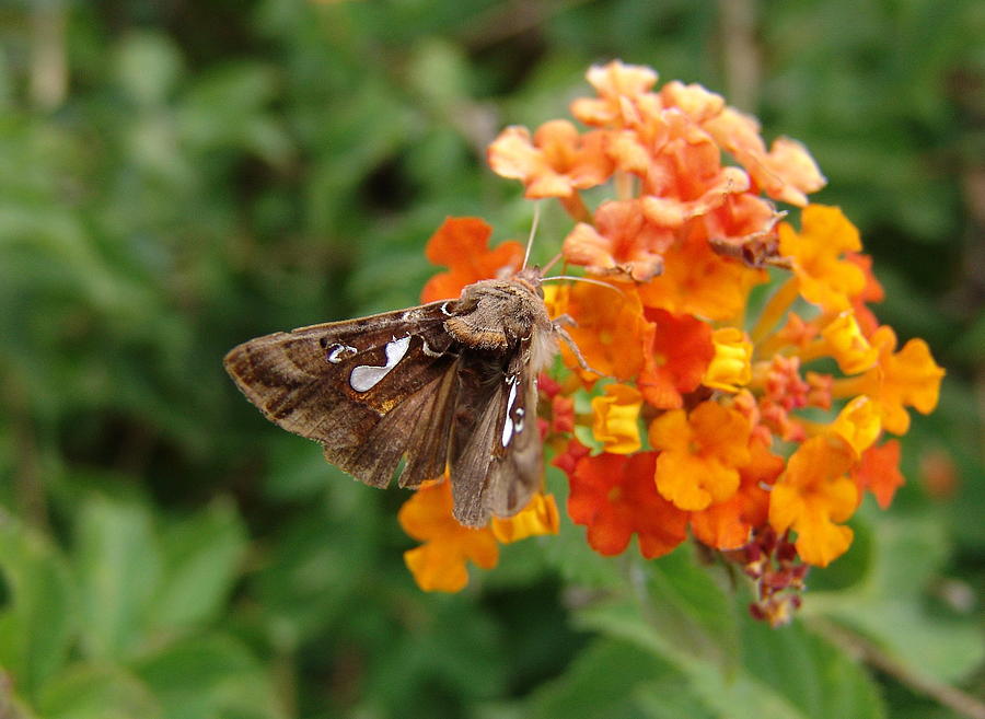 Common Looper Moth on Lantana Photograph by Leslie Miller - Pixels