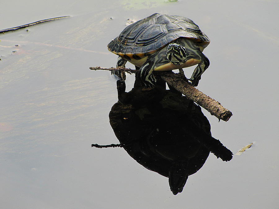 Common Map Turtle Photograph by Scott Hovind