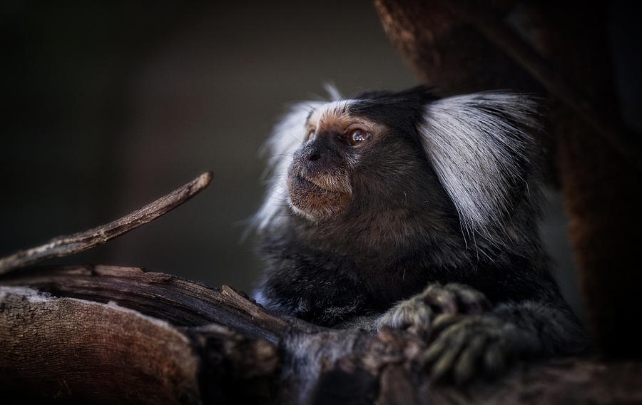 Monkey Photograph - Common Marmoset by Jamie Cain