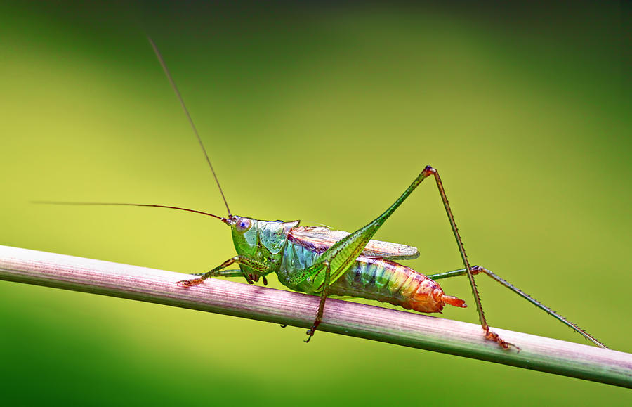 Insects Photograph - Common Meadow Katydid by Carolyn Derstine