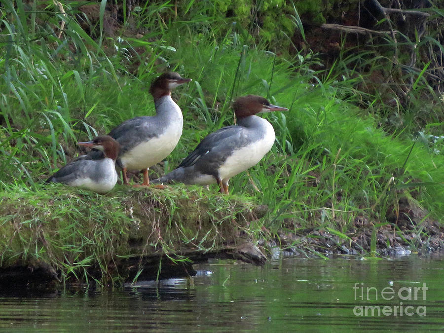 Common Merganser female Photograph by Cindy Murphy - NightVisions