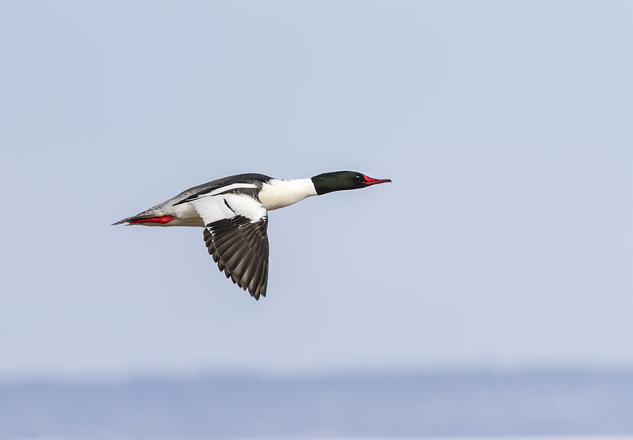 Common Merganser In Flight 2014-1  Photograph by Thomas Young