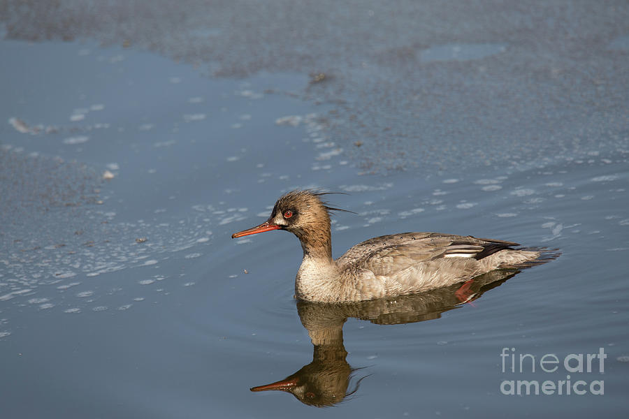 Common Merganser In Icy Water Photograph