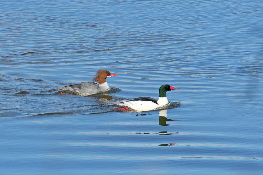 Common Mergansers 0514 Photograph by Michael Peychich
