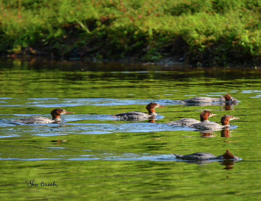 Common Mergansers on the Delaware by Chris Busch Common Mergansers on the Delaware by Chris Busch