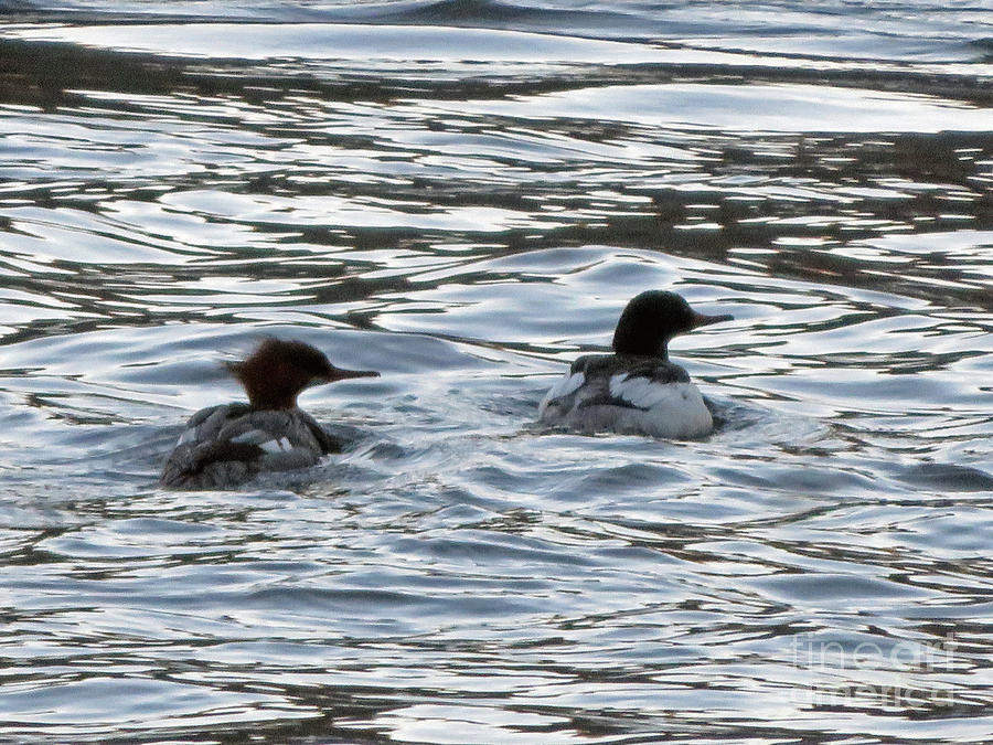 Common Merganzer pair Photograph by Cindy Murphy - NightVisions