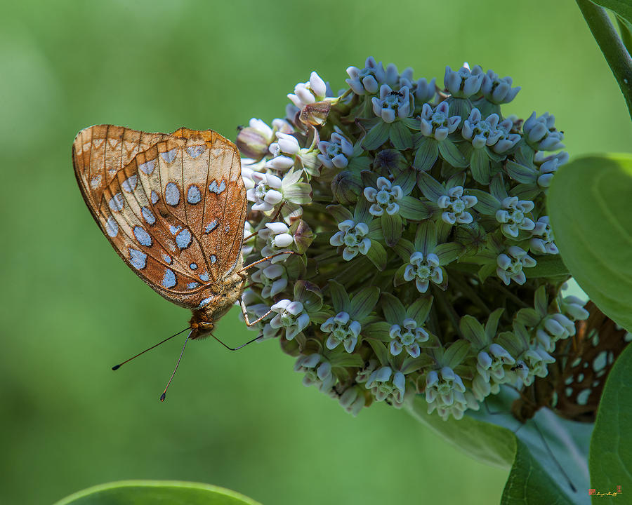 Common Milkweed and Great Spangled Fritillary DSMF0261 Photograph by Gerry Gantt