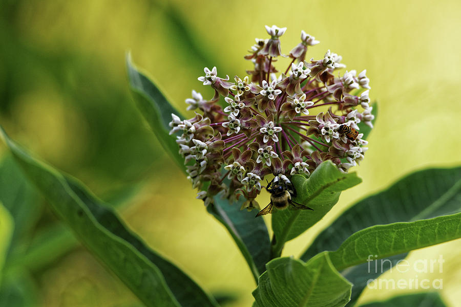 Common Milkweed Photograph by Paul Mashburn