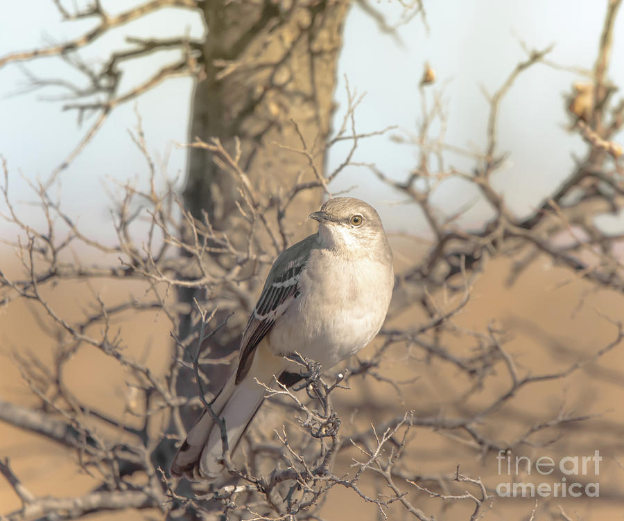 Common Mockingbird Photograph by Robert Frederick