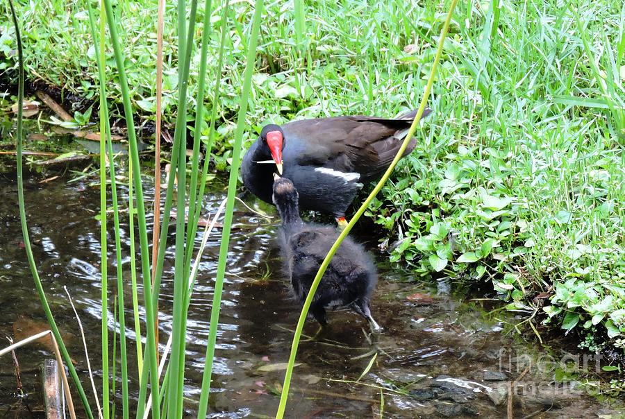 Bird Photograph - Common Moorhen and Chick by Beth Williams