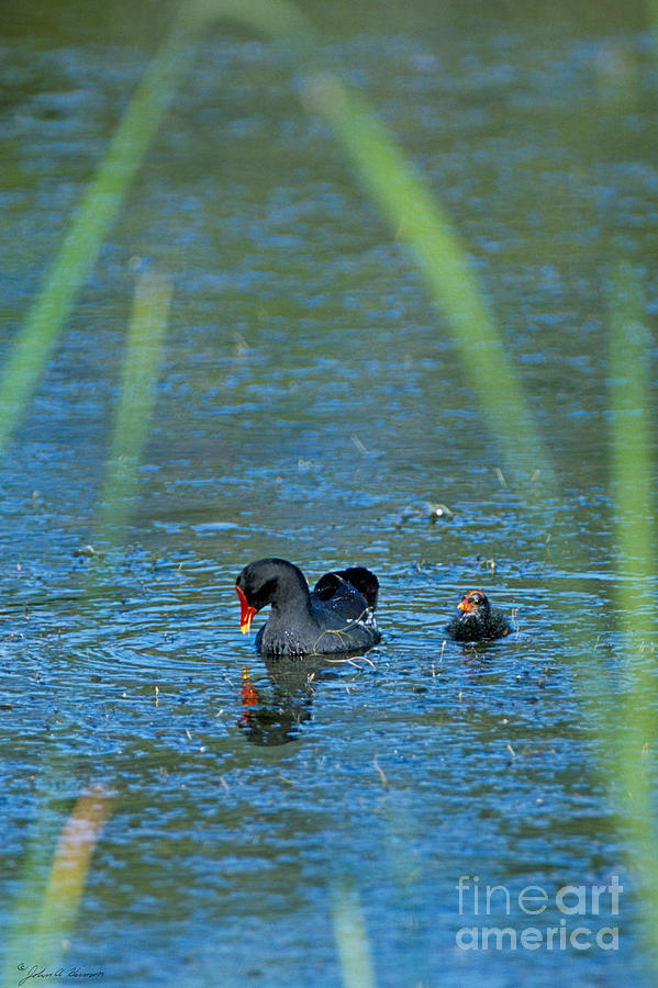 Common Moorhen and her baby Photograph by John Harmon
