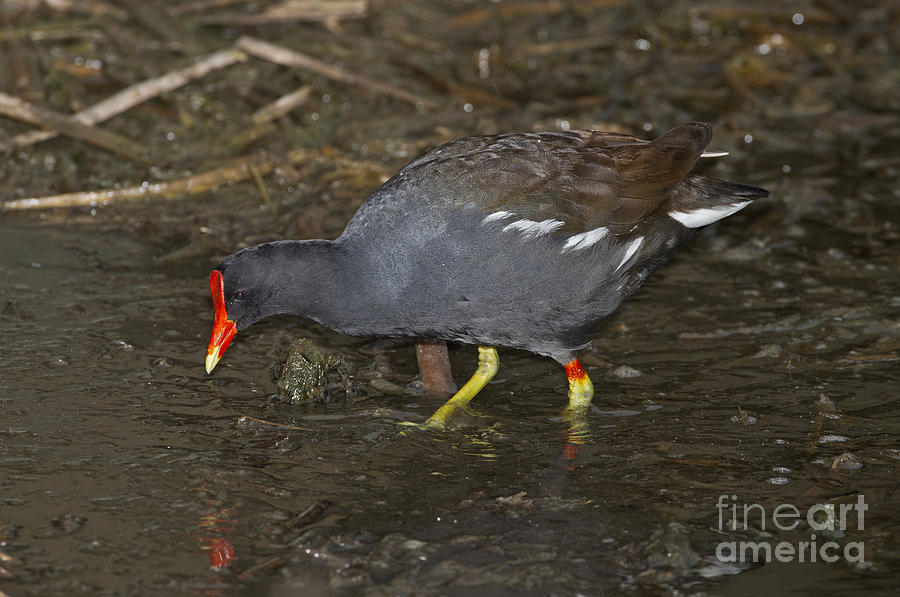 Common Moorhen Photograph by Anthony Mercieca - Fine Art America