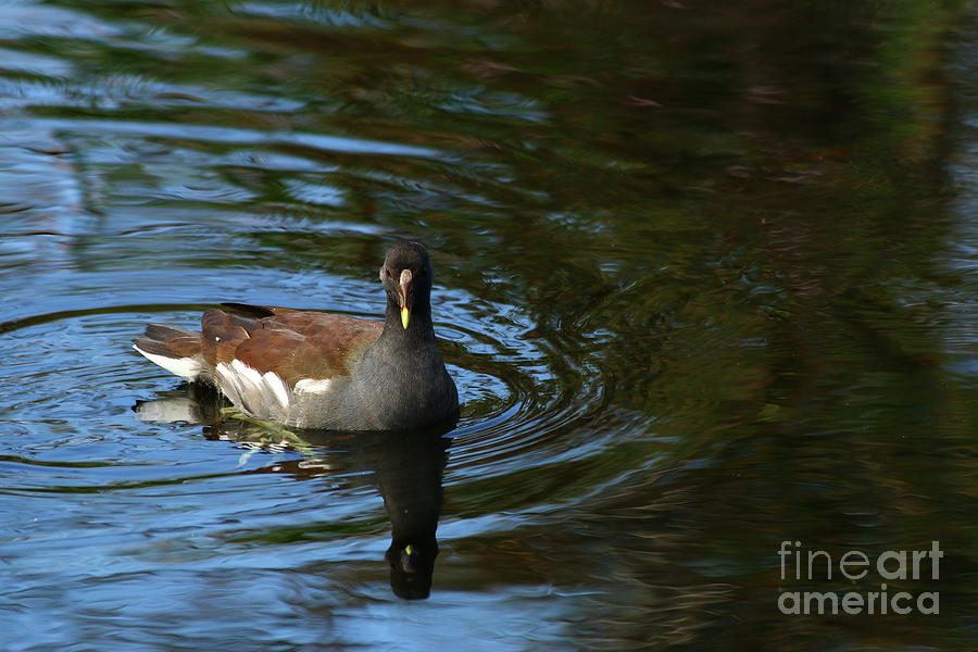 Common Moorhen Photograph by Christiane Schulze Art And Photography