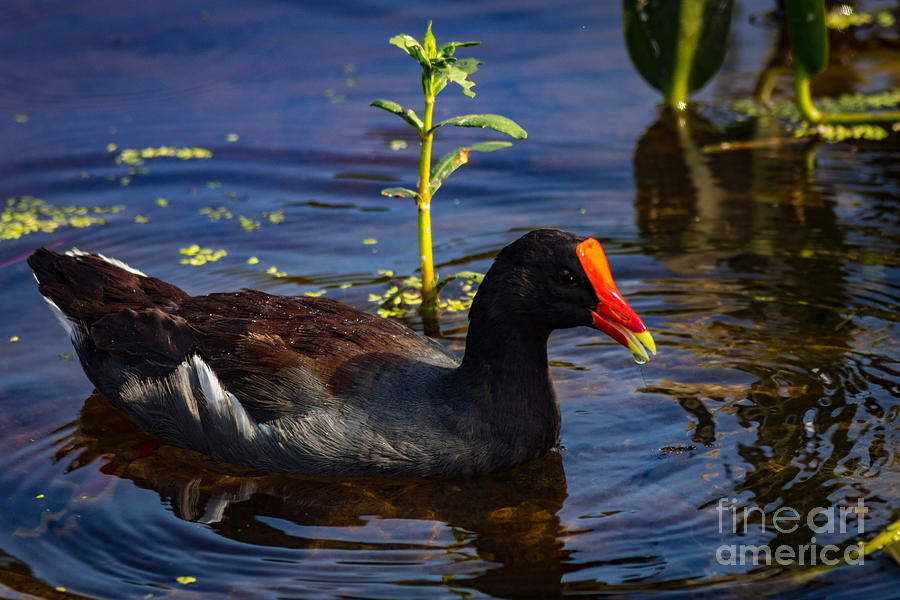 Common Moorhen Photograph by George Kenhan