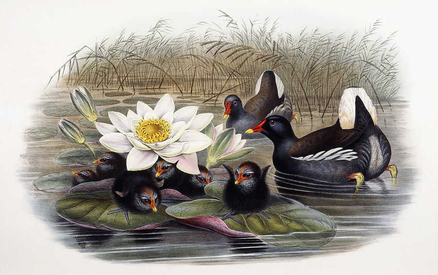 Lotus Painting - Common Moorhen by John Gould Lotus Painting - Common Moorhen by John Gould