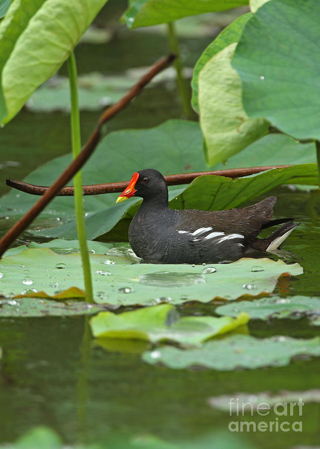 Common Moorhen Photograph by Neil Bowman/FLPA - Fine Art America