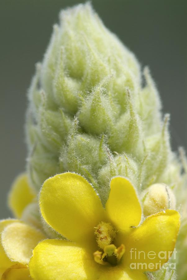 Nature Photograph - Common Mullein - New England by Erin Paul Donovan
