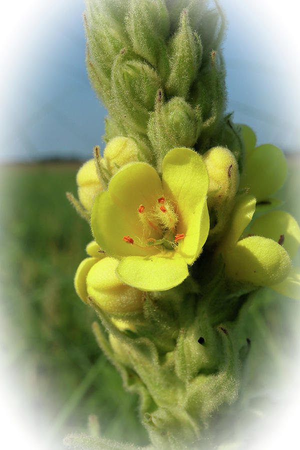 Common Mullein Photograph by Scott Kingery