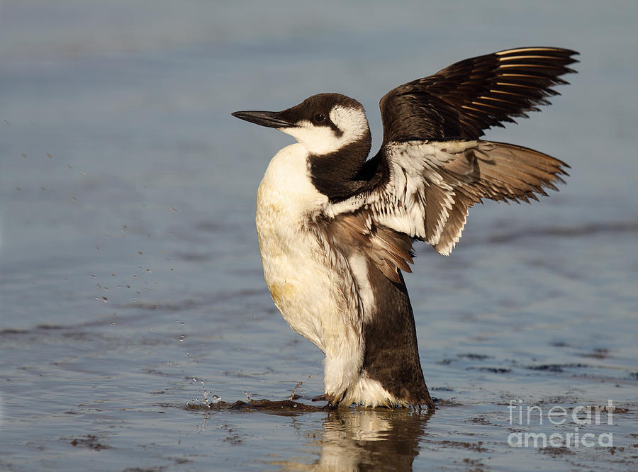 Nature Photograph - Common Murre Stretching Wings by Max Allen