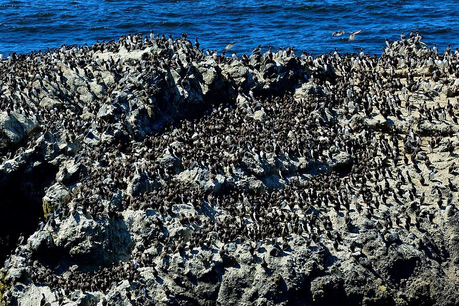 Common Murres Nesting Photograph by Walt Sterneman