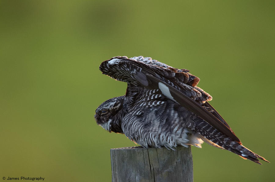 Common Nighthawk Photograph by James Petersen